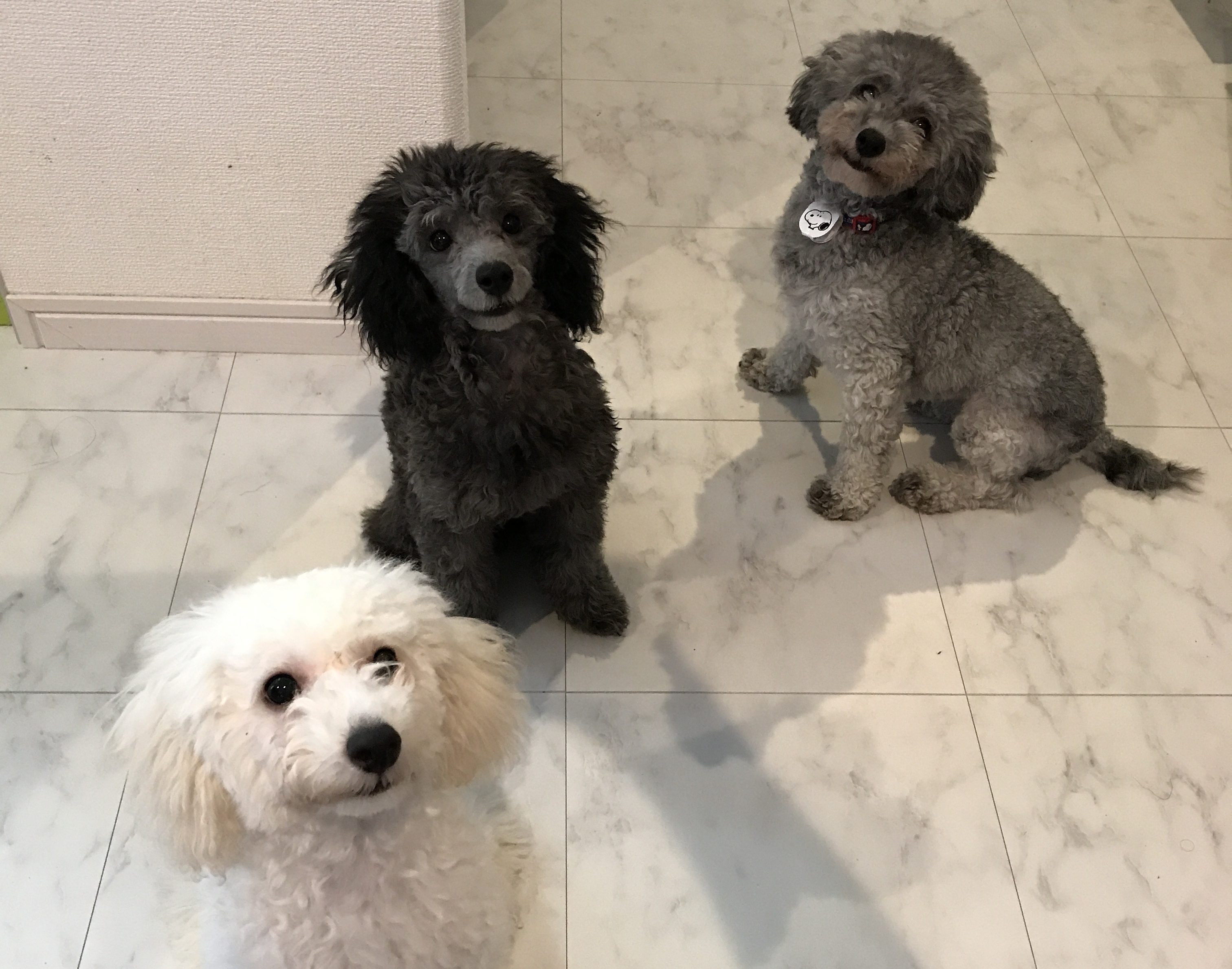 トイプードル専門犬舎Famille Kimura