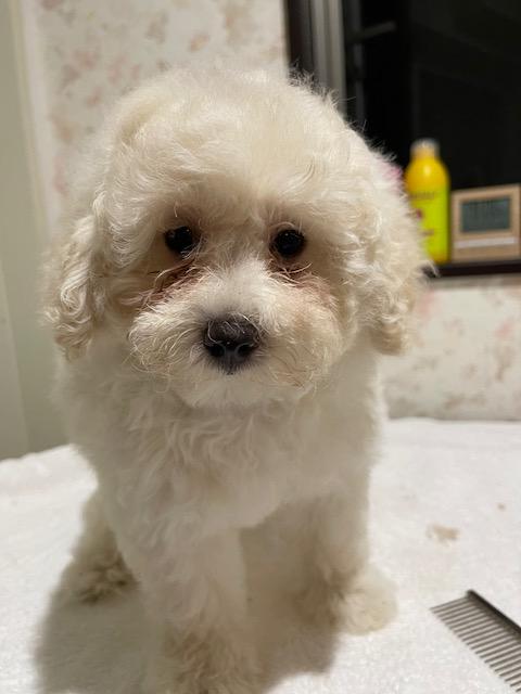 クリーム 女の子 しらすちゃん トイプードル専門犬舎 Famille Kimura