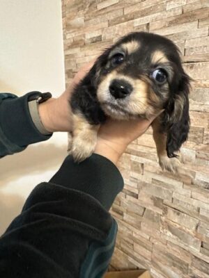 image0.jpeg